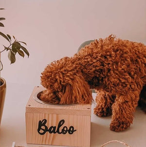 Comedero/bebedero para Perros